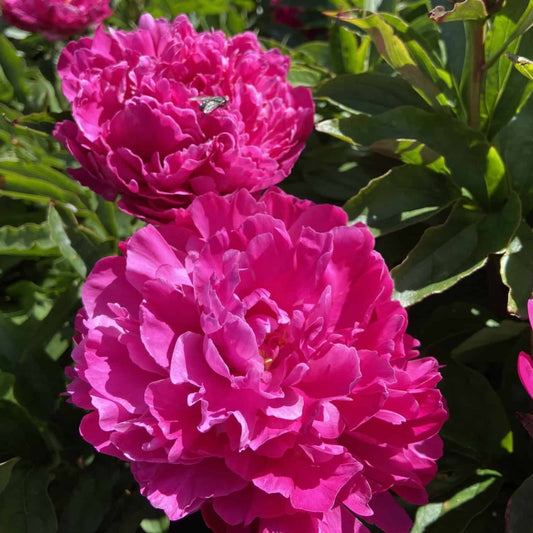 Bujor - Victoire de la Marne - Pachet 1 radacina - Aqua Flowers