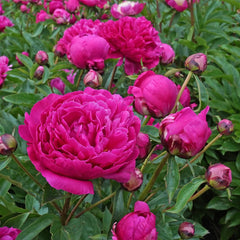 Bujor - Victoire de la Marne - Pachet 1 radacina - Aqua Flowers