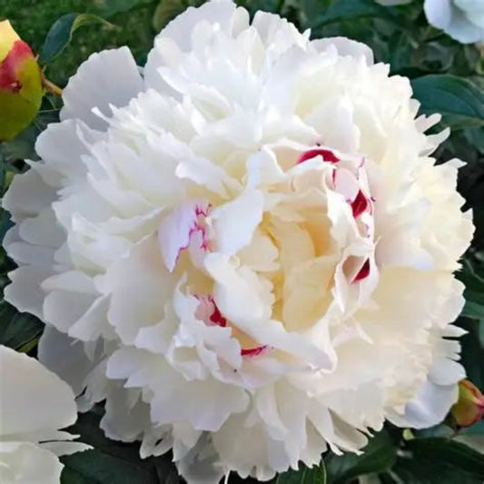 Rizom Bujor Festiva Maxima - Pachet 1 Rizom, Aqua Flowers