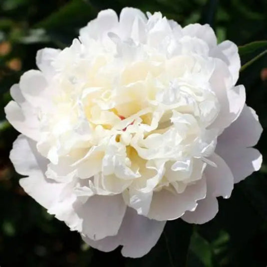 Rizom Bujor Duchesse de Nemours - Pachet 1 Rizom, Aqua Flowers
