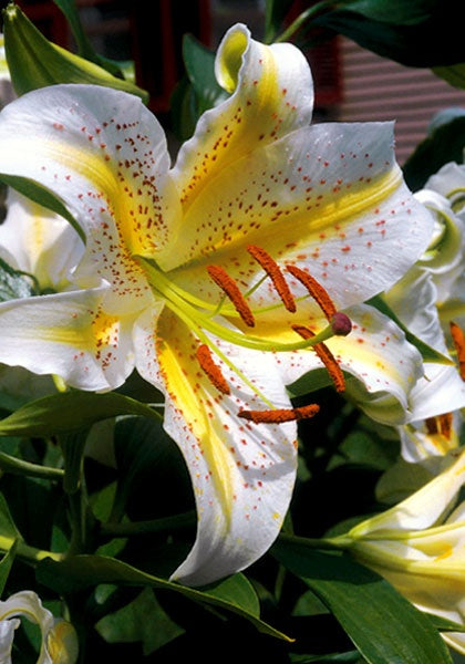 Bulb Crin Gold Band - Pachet 1 Bulb - Aqua Flowers