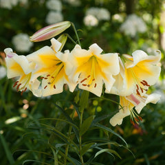 Bulb Crin Miss Peculiar - Pachet 1 Bulb - Aqua Flowers
