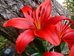 Bulb Crin Red Flash - Pachet 1 Bulb - Aqua Flowers