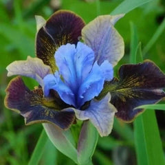 Bulb Iris sibirica – Blue Velvet Night – Pachet: 1 bulb