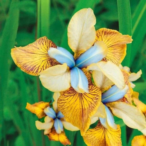 Bulb Iris sibirica – Blue Yellow Sun – Pachet: 1 bulb