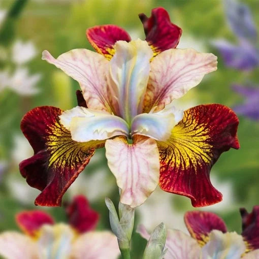 Bulb Iris sibirica – Red Golden Flame – Pachet: 1 bulb