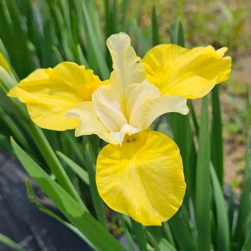 Bulb Iris sibirica – Soft Lemon Cream – Pachet: 1 bulb