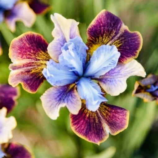 Bulb Iris sibirica – Sunset Blue Harmony – Pachet: 1 bulb
