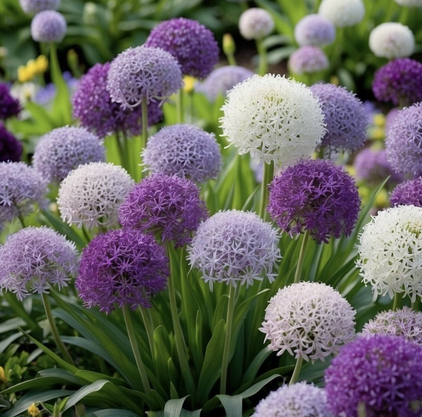 Bulbi Allium Mix - Pachet 3 Bulbi - Aqua Flowers