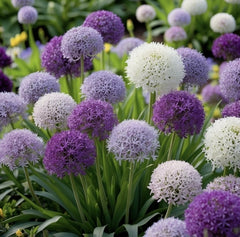 Bulbi Allium Mix - Pachet 3 Bulbi - Aqua Flowers