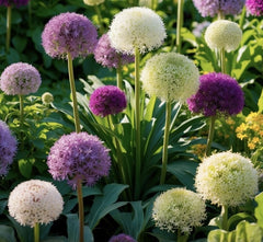 Bulbi Allium Mix - Pachet 3 Bulbi - Aqua Flowers