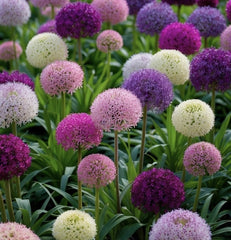 Bulbi Allium Mix - Pachet 3 Bulbi - Aqua Flowers