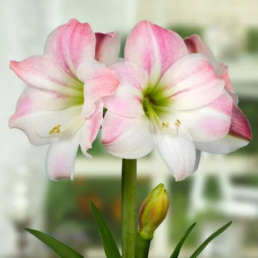 Bulbi Amaryllis - Apple blossom - Aqua Flowers