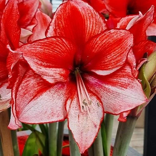 Bulbi Amaryllis - Charisma - 1 bulb