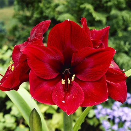 Bulbi Amaryllis - Diva - Aqua Flowers