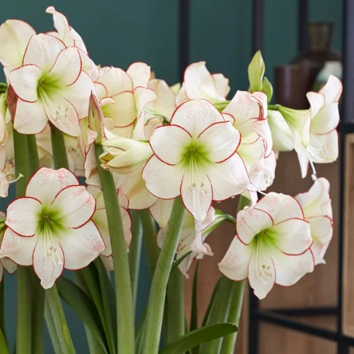Bulbi Amaryllis - Picotee - 1 bulb