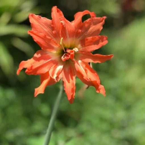 Bulbi Amaryllis Dublu – Puniceum Alberti – 1 bulb
