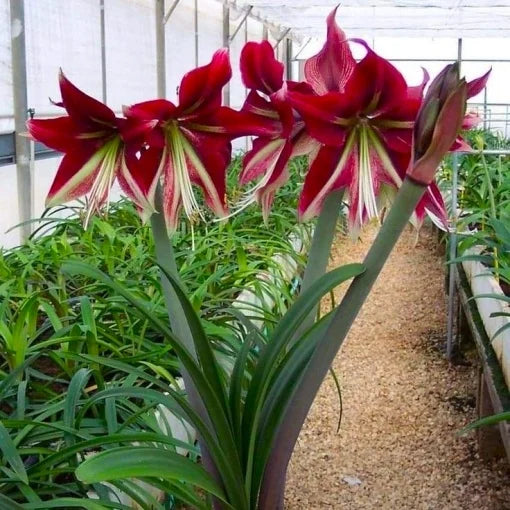 Bulbi Amaryllis – Ruby Star – 1 bulb