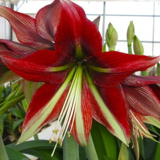 Bulbi Amaryllis – Ruby Star – 1 bulb