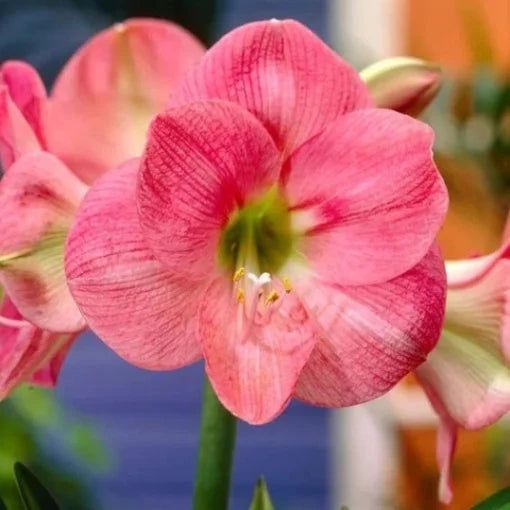 Bulbi Amaryllis - Susan - 1 bulb