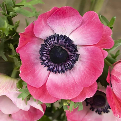 Bulbi Anemone Bicolor Rosa - Pachet 10 Bulbi