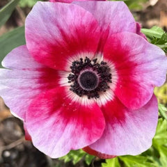 Bulbi Anemone Bicolor Pink - Pachet 10 Bulbi