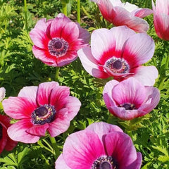 Bulbi Anemone Bicolor Pink - Pachet 10 Bulbi