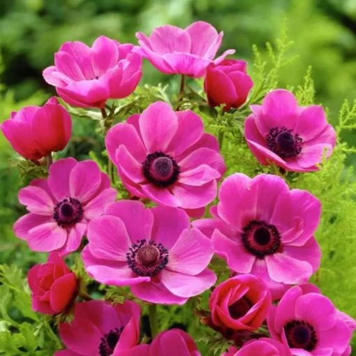 Bulbi Anemone Sylphide - Pachet 10 Bulbi