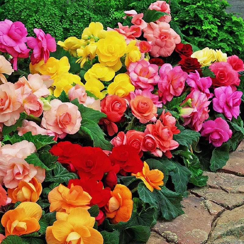 Bulbi Begonia Mix - Pachet 3 Bulbi - Aqua Flowers