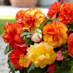 Bulbi Begonia Mix - Pachet 3 Bulbi - Aqua Flowers
