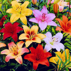 Bulbi Crin MIX - Pachet 5 Bulb - Aqua Flowers