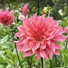 Bulbi Dalia - Carlos Watermelon - Pachet 1 bulb - Aqua Flowers