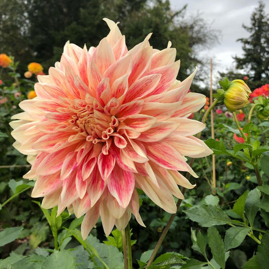 Bulbi Dalia - Ice Cube - Pachet 1 bulb - Aqua Flowers