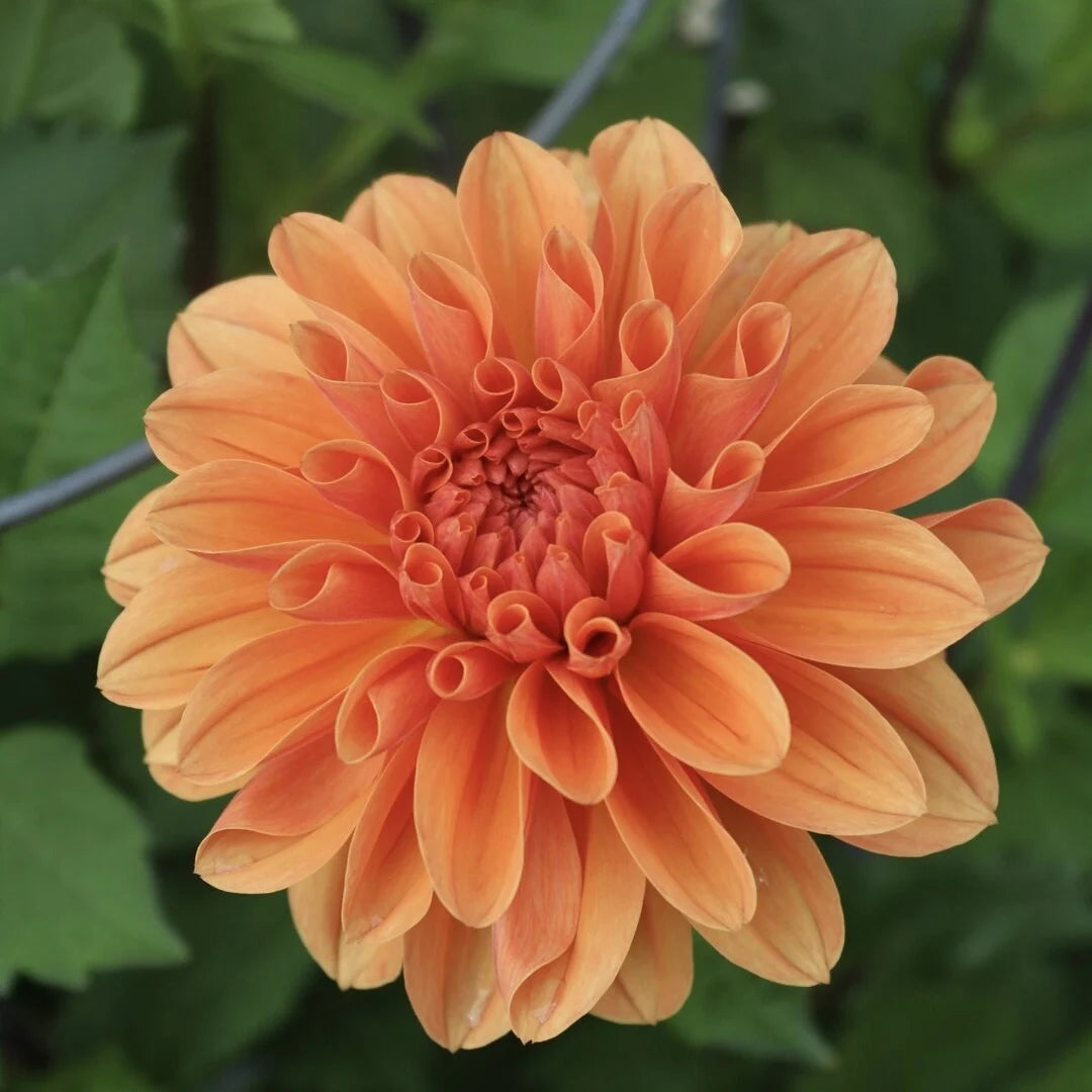 Bulbi Dalia - Orange Pitica - Pachet 1 bulb - Aqua Flowers