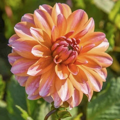 Bulbi Dalia - Peaches and Vanilla - Pachet 1 bulb - Aqua Flowers