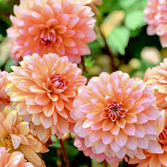 Bulbi Dalia - Peaches and Vanilla - Pachet 1 bulb - Aqua Flowers