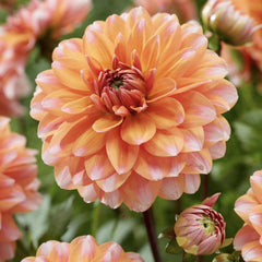 Bulbi Dalia - Peaches and Vanilla - Pachet 1 bulb - Aqua Flowers