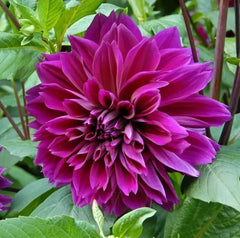 Bulbi Dalia - Purple Pitica - Pachet 1 bulb - Aqua Flowers