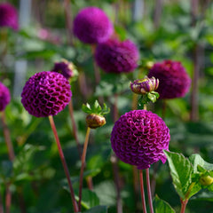 Bulbi Dalia - Rocco - Pachet 1 bulb - Aqua Flowers