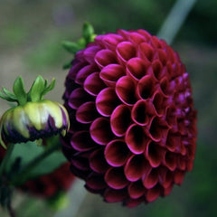 Bulbi Dalia - Rocco - Pachet 1 bulb - Aqua Flowers