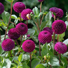 Bulbi Dalia - Rocco - Pachet 1 bulb - Aqua Flowers