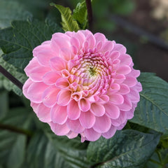 Bulbi Dalia - Wizard of Oz - Pachet 1 bulb - Aqua Flowers