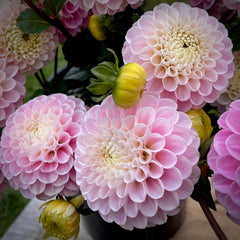 Bulbi Dalia - Wizard of Oz - Pachet 1 bulb - Aqua Flowers