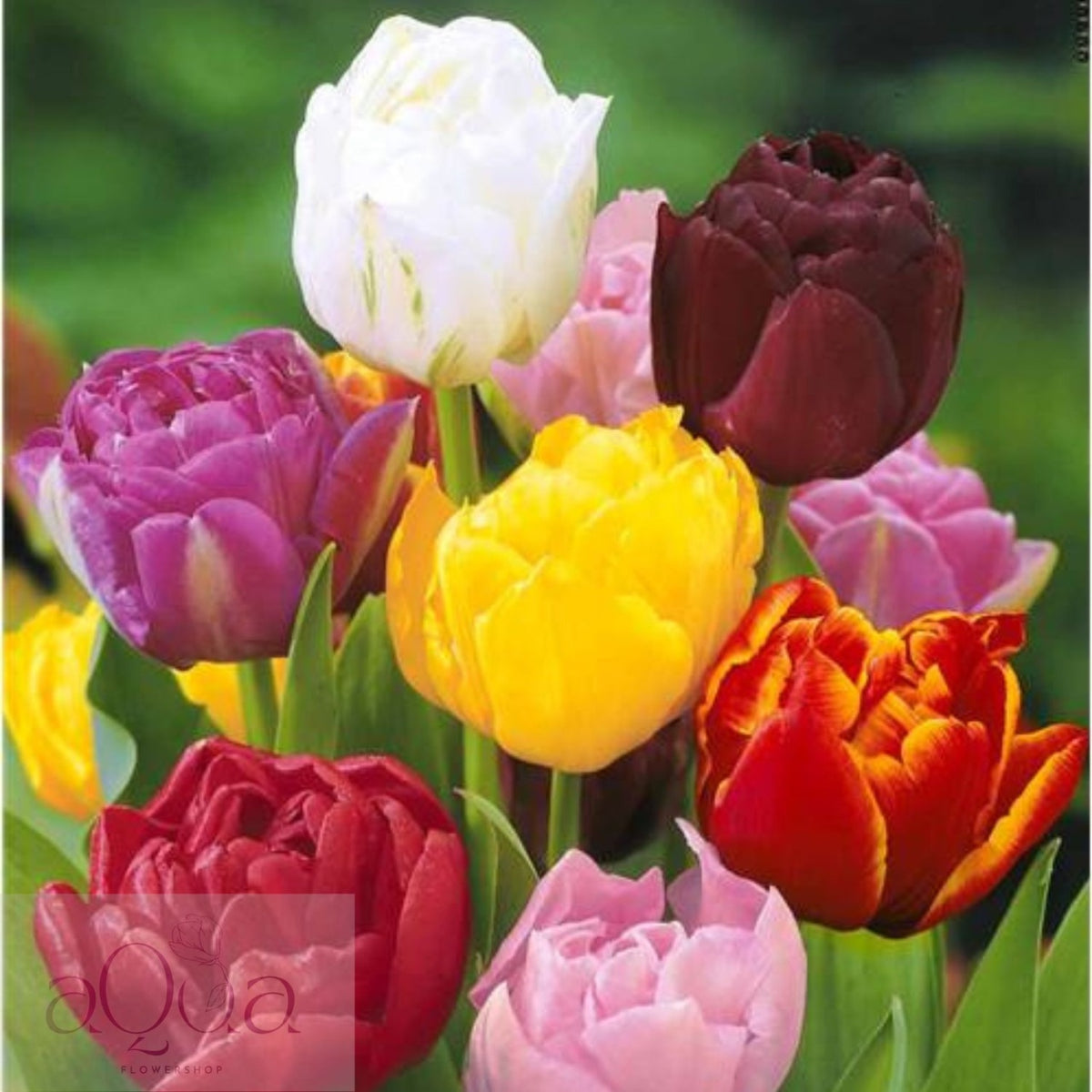 Bulbi de Lalele Duble Mixte - 50 Bucati - Culori Vibrante pentru Gradina Ta - Aqua Flowers