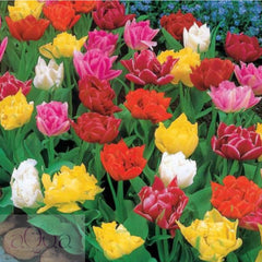 Bulbi de Lalele Duble Mixte - 50 Bucati - Culori Vibrante pentru Gradina Ta - Aqua Flowers