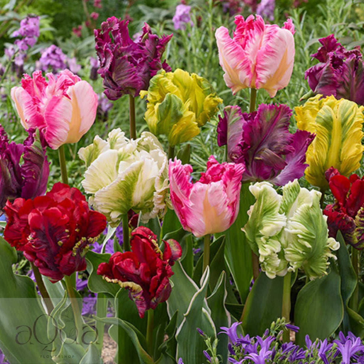 Bulbi de Lalele Papagal Mixte - 50 Bucati - Culori Unice pentru Gradina Ta - Aqua Flowers