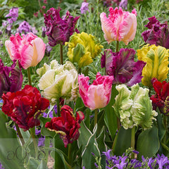 Bulbi de Lalele Papagal Mixte - 50 Bucati - Culori Unice pentru Gradina Ta - Aqua Flowers