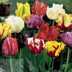 Bulbi de Lalele Papagal Mixte - 50 Bucati - Culori Unice pentru Gradina Ta - Aqua Flowers