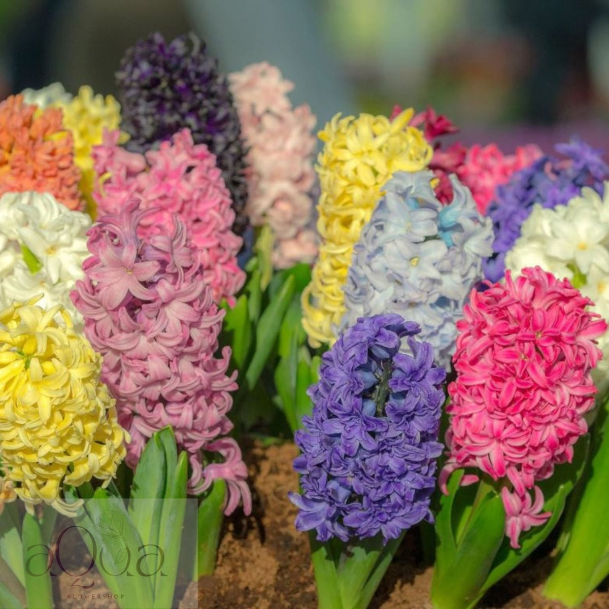 Bulbi de Zambile Parfumate Mixte - 50 Bucati - Culori si Arome Delicate pentru Gradina Ta - Aqua Flowers
