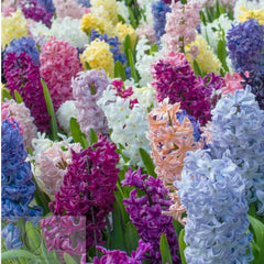 Bulbi de Zambile Parfumate Mixte - 50 Bucati - Culori si Arome Delicate pentru Gradina Ta - Aqua Flowers